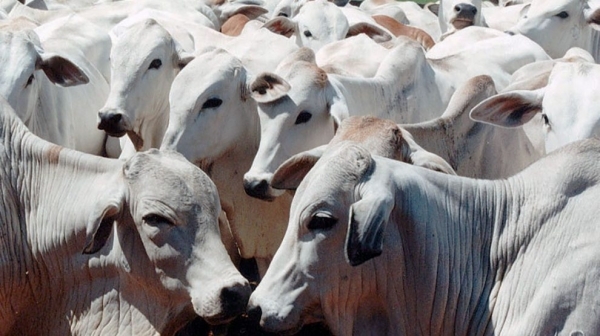 MT possui o maior rebanho bovino do país pelo sexto ano