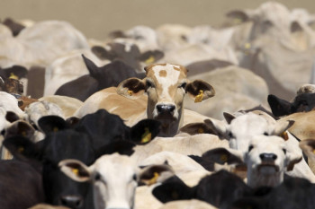 Para banco, produo nacional de carne bovina sobe 5% neste ano