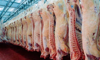 Exportao de carne de MT salta 15% em janeiro